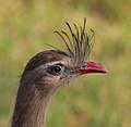 Cariama cristata the Pantanal, Brazil