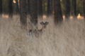 Damhirsch im Brachter Wald