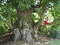 Tilia platyphyllos in Bailièvres (Belgien).