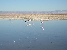 Flamencos en la laguna Chaxa del salar.