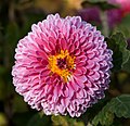 pink Chrysanthemum × morifolium