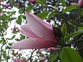 One of many magnolias in the Bois des Moutiers