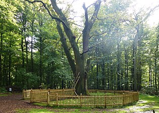 Brudgumseken vid Eutin i Schleswig-Holstein