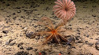 Un crinoïde et une comatule à grande profondeur.