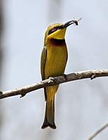 Little Bee-eater