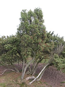 Harilik kadakas (Juniperus communis)