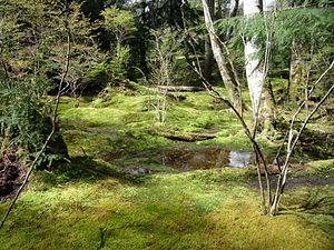 A moss garden with naturally-fluctuating water levels at the Bloedel Reserve