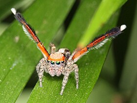 Saitis barbipes ♂ en position de parade nuptiale