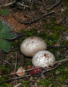 Žeminis vertinis (Tulostoma brumale)