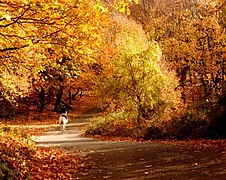 November: Nationalpark Dajti (Platz 10 bei Wiki Loves Earth Albania 2016)