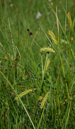 Pūslėtoji viksva (Carex vesicaria)