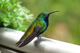 Feketetorkú mangókolibri (Anthracothorax nigricollis)