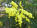 Silwerwattel (Acacia dealbata)