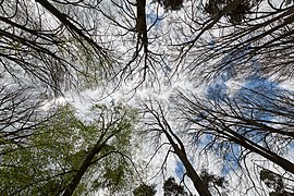 Ciel à travers les arbres.