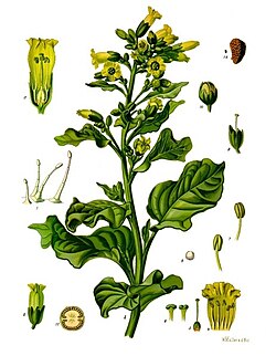 Mahorkatubakas Nicotiana rustica