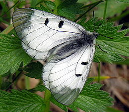 Juodasis apolonas (Parnassius mnemosyne)