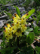 Pedicularis oederi.