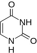 Uracile