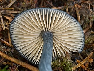 Sinine punalehik (Entoloma nitidum)