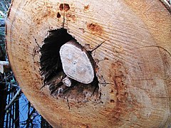 A cross section of a bald cypress at the Corkscrew Swamp Sanctuary, showing the fig roots inside it