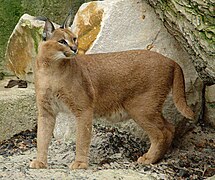 Caracal (Caracal caracal).