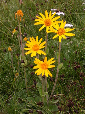 Volverlei (Arnica montana) Foto: Barbara Studer