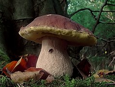 Boletus edulis (nobla boleto)