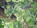 Vignette pour Ginkgo biloba