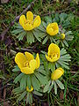 Eranthis hyemalis