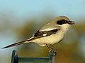 Louisianawürger (Lanius ludovicianus)