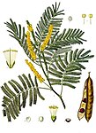 Khair (Catechu, Cachou and Black Cutch) -- Acacia catechu