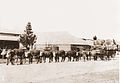 Image 3A bullock team hauling wool in Australia (from Transport)