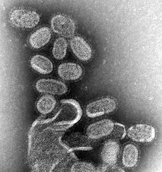 Die griepvirus.