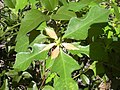 Euphorbia heterophylla