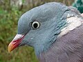 Houtduif (Columba palumbus)