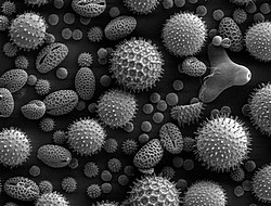 Serbuk sari atau pollen (bahasa Inggris) merupakan alat penyebaran dan perbanyakan generatif dari tumbuhan berbunga.