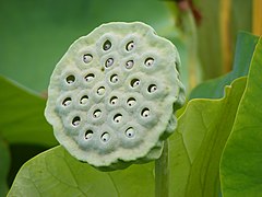 Fruit; the dried seed cup is commonly used in flower arrangements.