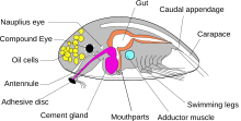 Anatomy of cypris larva