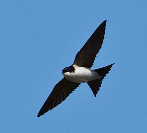 Norda murhirundo