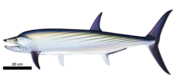 Life restoration of Orthocormus