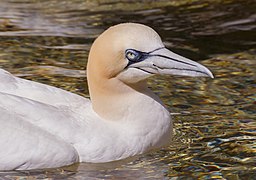 Portrait de Fou de Bassan dans le zoo de Wilhelma (Allemagne).