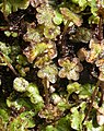 Marchantia antheridiophores Hepatopsida