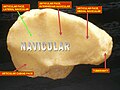 Os navicular - vista anterior