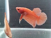 Super Orange female and male