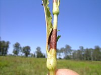 Waterpeper, bladvoet met een (gewimperd) tuitje