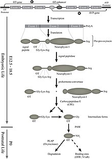 The biosynthesis of the different forms of OT