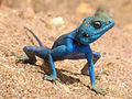 Agama sinaita es una especie de lagarto agámido que vive en los desiertos alrededor del Mar Rojo. Mide 25 cm y se alimenta de insectos y plantas. El macho puede adquirir una coloración azul con la temperatura, y la hembra adopta una coloración moteada. Por ST.