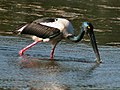 Black-necked stork