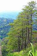 Bucari Pine Forest in Leon, Iloilo.