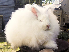 Angora gigante